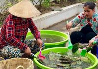 Thực phẩm hàng ngày của tôi lá xương rồng tai thỏ